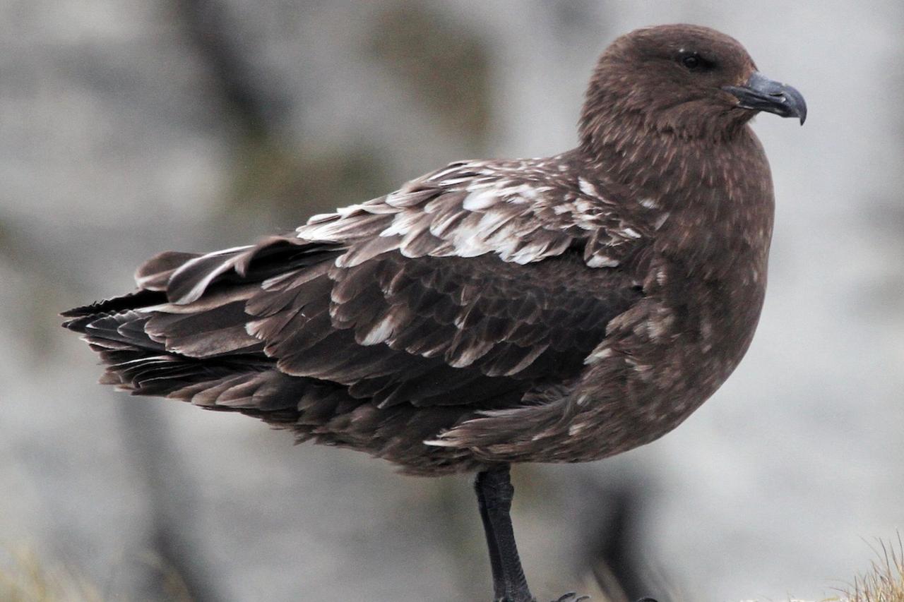 Australia reports first detection of H5 avian influenza in wild bird
