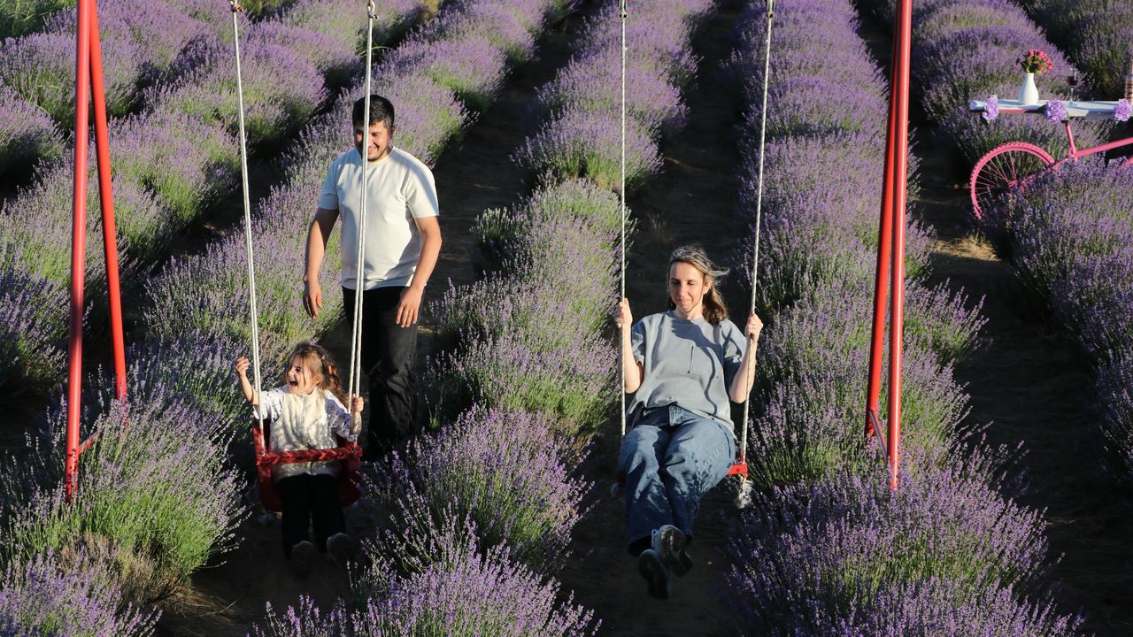 Lavender gardens in Tekirdag bloom, drawing crowds with stunning purple views