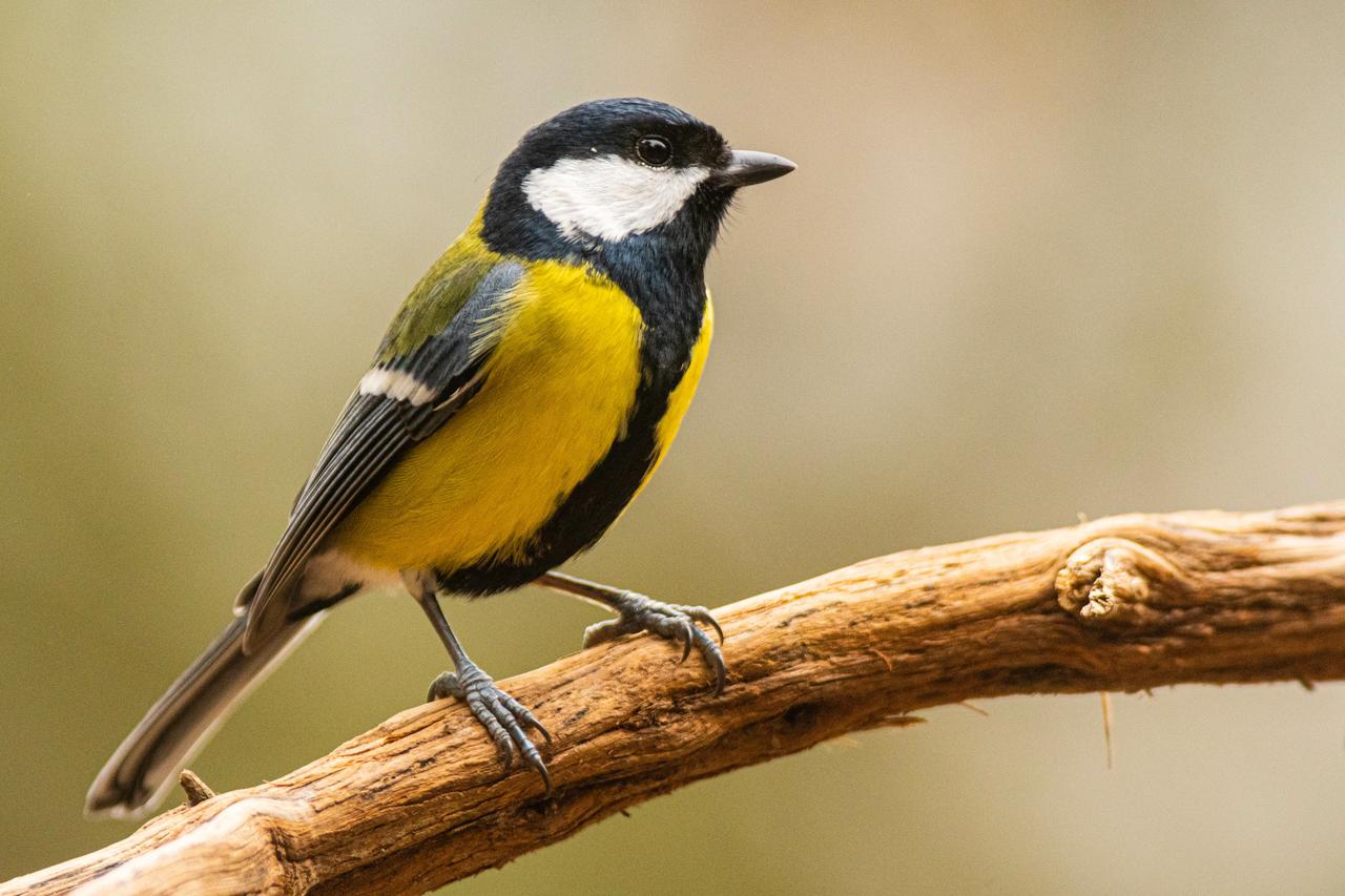 A great tit (Parus major) perched on branch. (Photo via Adobe Stock)