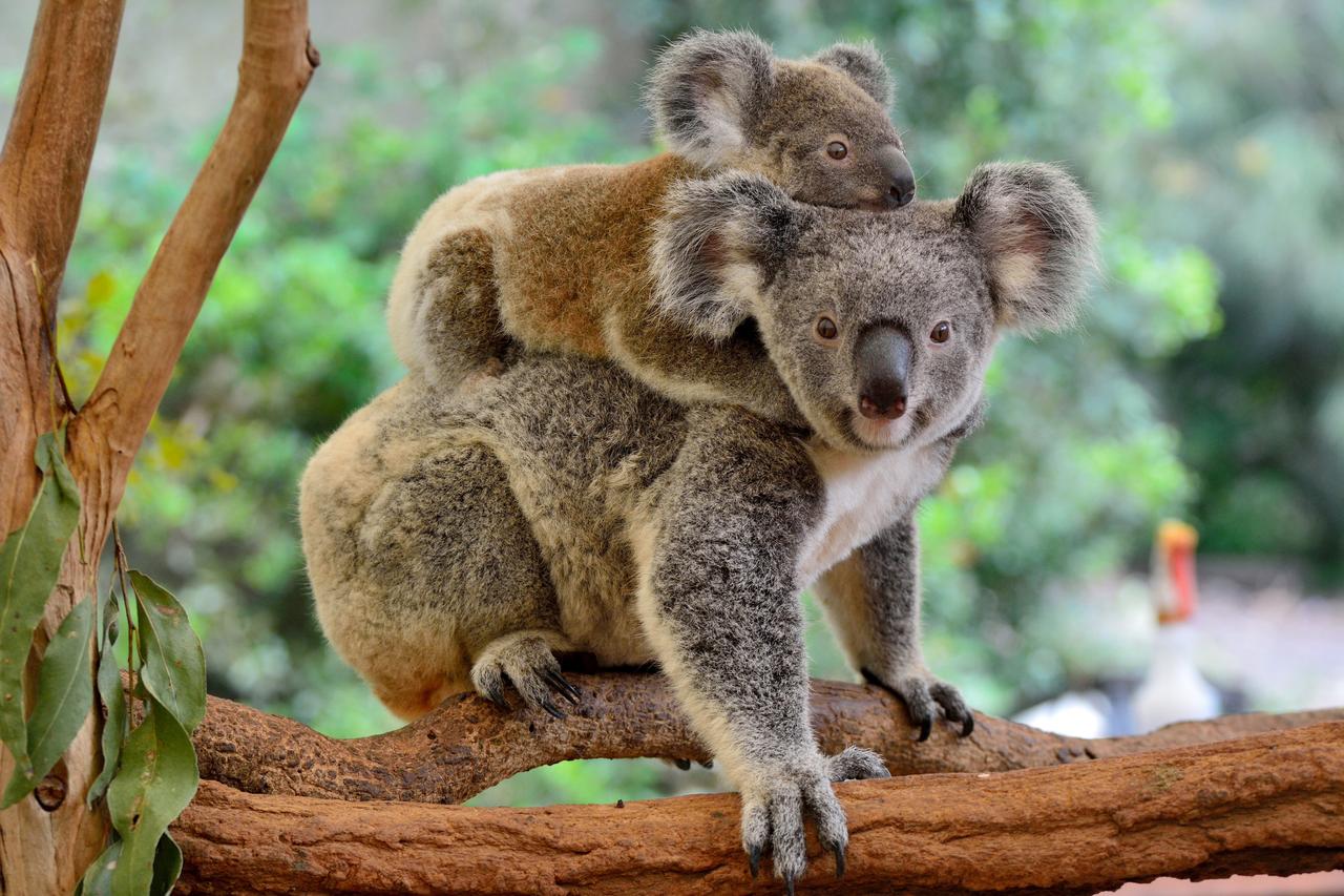 Mother koala with baby on her back, on eucalyptus tree. (Photo via Adobe Stock)