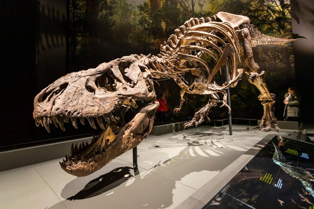 A Tyrannosaurus rex skeleton is displayed at a museum.. (Adobe Stock Photo)