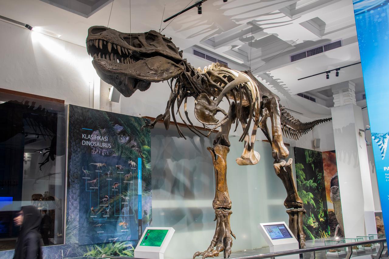 A Tyrannosaurus rex skeleton is displayed at a museum. (Adobe Stock Photo)