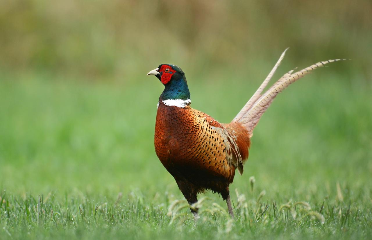 A male common pheasant stands (Adobe Stock Photo)
