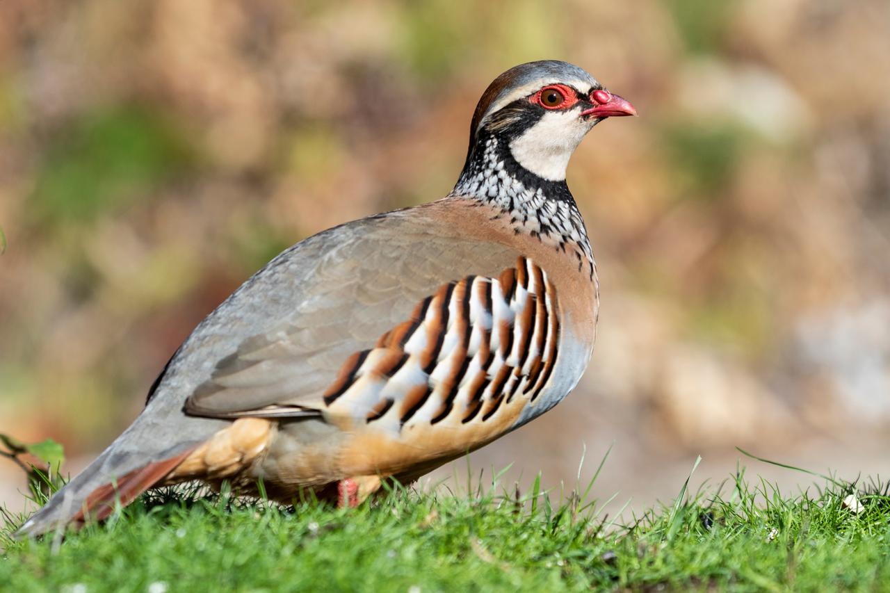 A chukar partridge stands on grass (Adobe Stock Photo)