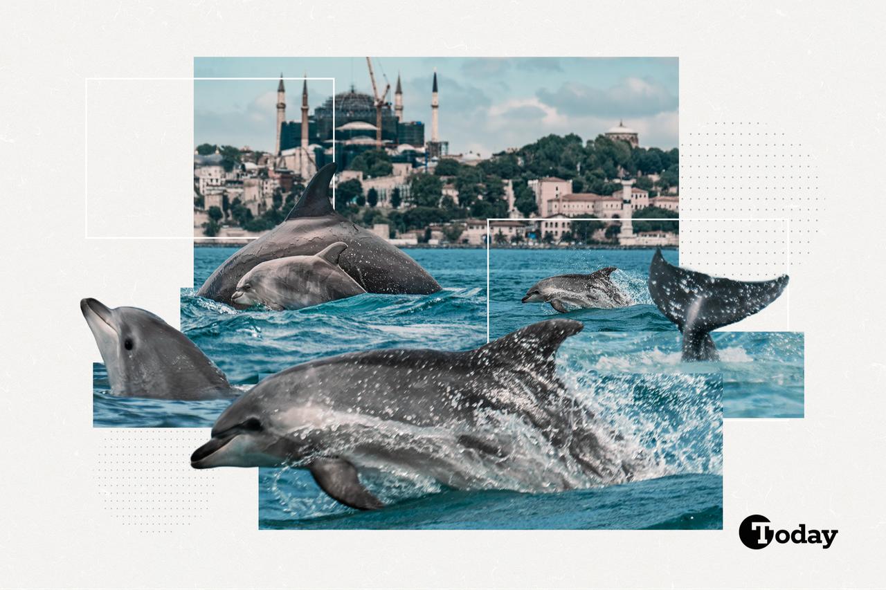 Dolphins of the Bosphorus: Istanbul's most unexpected story