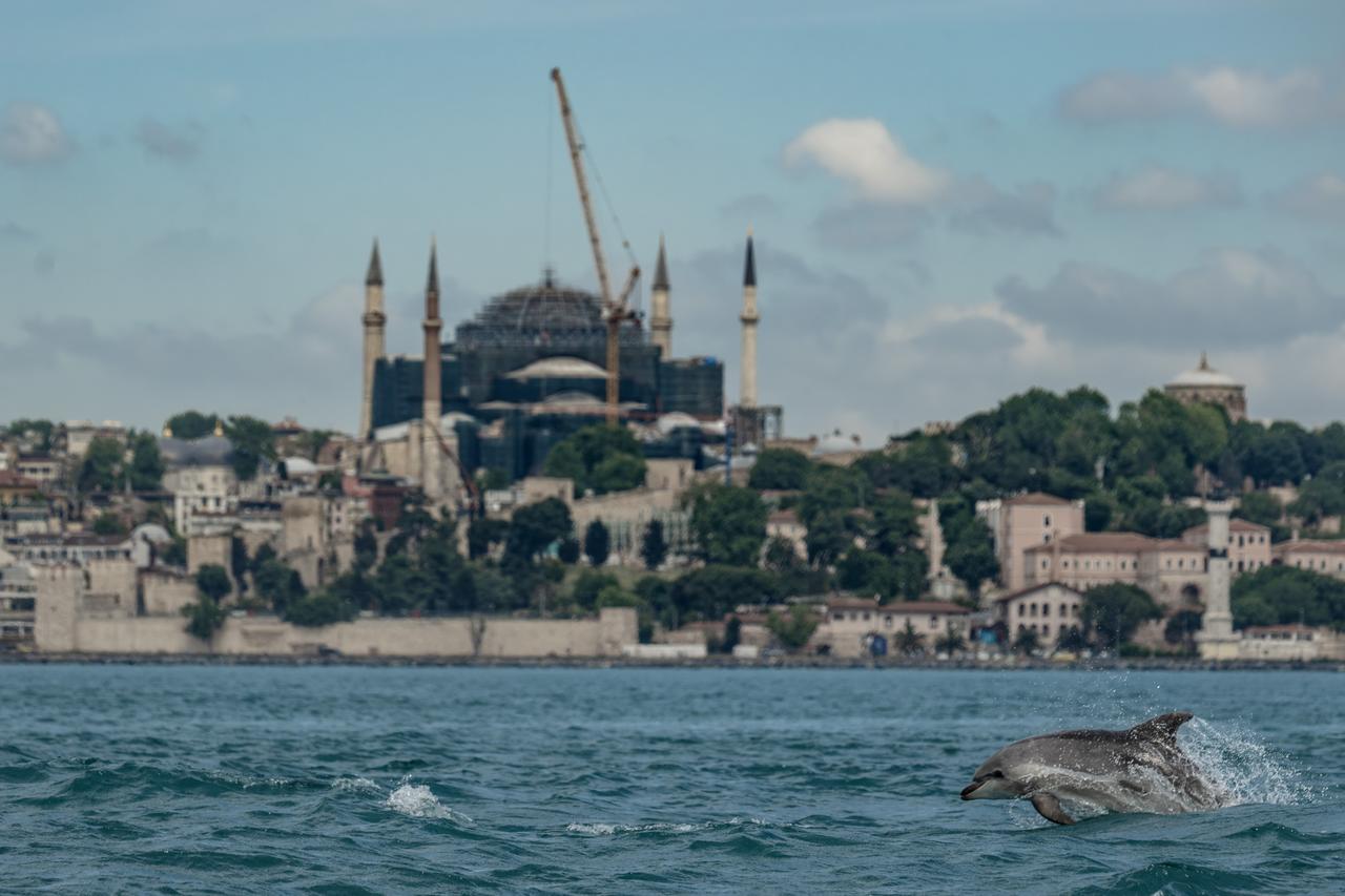A dolphin swims through the Bosphorus as Istanbul’s historic peninsula rises in the background. (AA Photo)