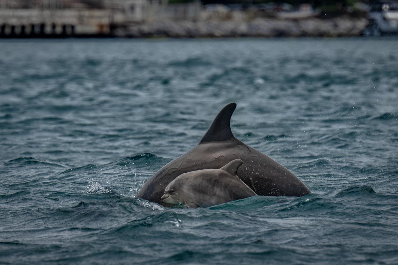 An adult dolphin and a calf swim through Istanbul’s Bosphorus Strait, where researchers identify dolphins through marks on their dorsal fins. (AA Photo)