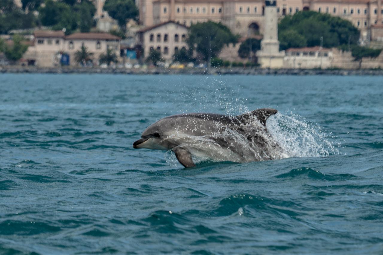 A dolphin surfaces in Istanbul’s Bosphorus Strait, with the city’s historic shoreline visible in the background. (AA Photo)