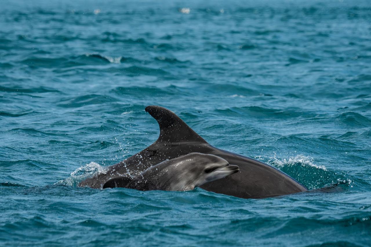Dolphins swim together in the Bosphorus, where their dorsal fin marks are used to help identify individual animals. (AA Photo)