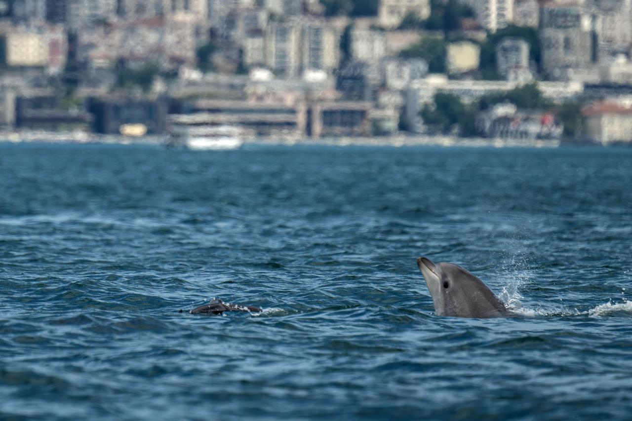 A dolphin surfaces in the waters of the Bosphorus Strait, offering a rare glimpse of marine life in the heart of Istanbul. (AA Photo)