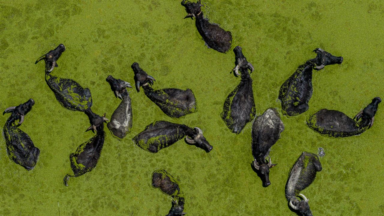 Eber Lake buffaloes return as rainfall ends drought grip on basin