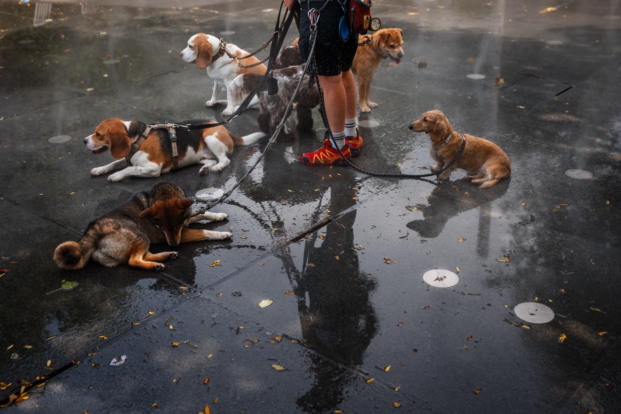 A caring dog sitter cools off dogs in a mist fountain as France experiences a heatwave, in central Paris, France, on June 23, 2026. (AFP Photo)