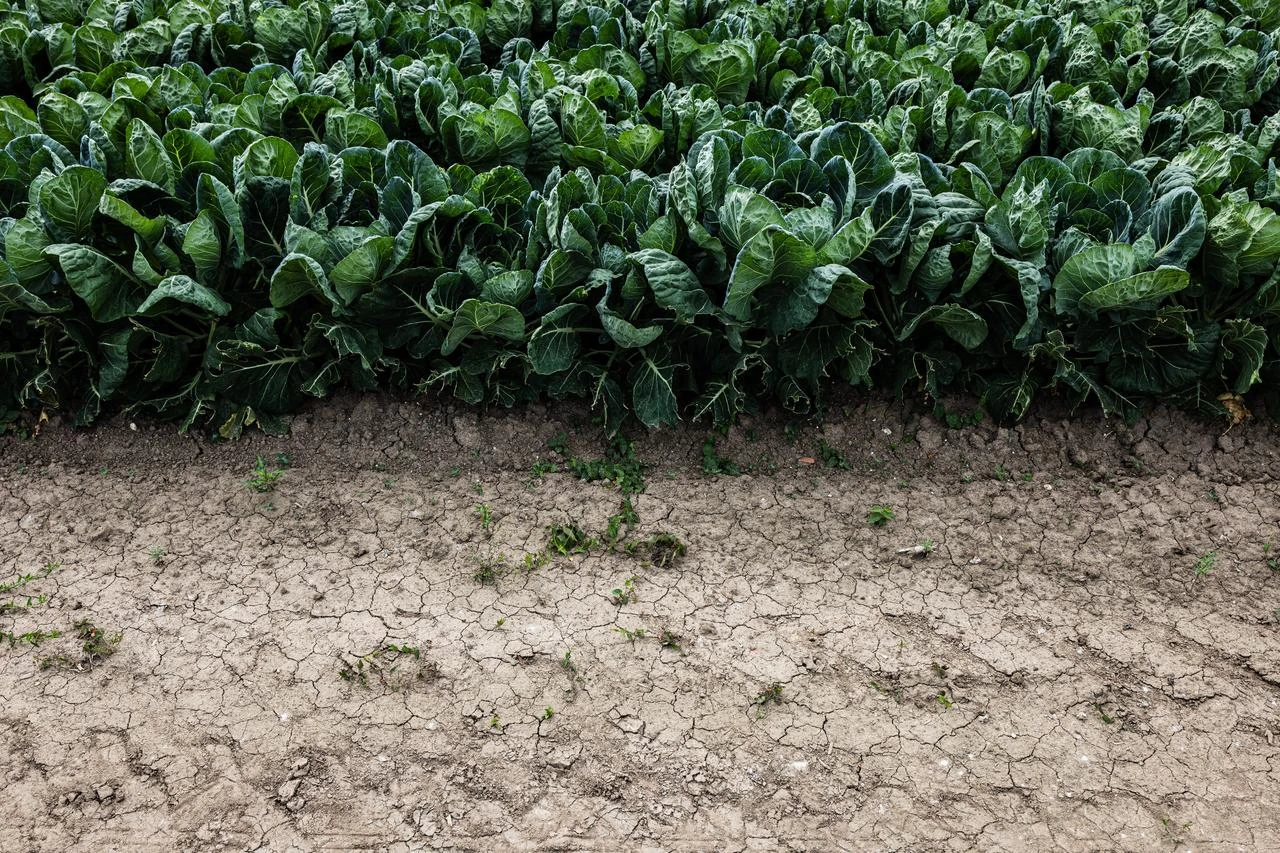 This photograph shows crops on agricultural land crackled up due to the drought amid a European heatwave in Puttershoek, June 23, 2026. (AFP Photo)