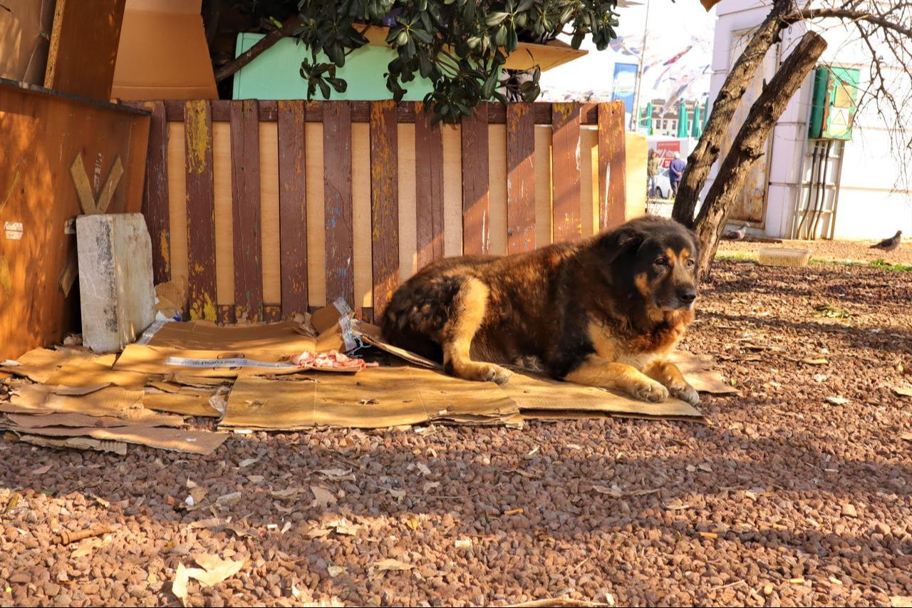 A stray dog resting on cardboard beside a makeshift shelter in central Istanbul, Türkiye. (Adobe Stock Photo)