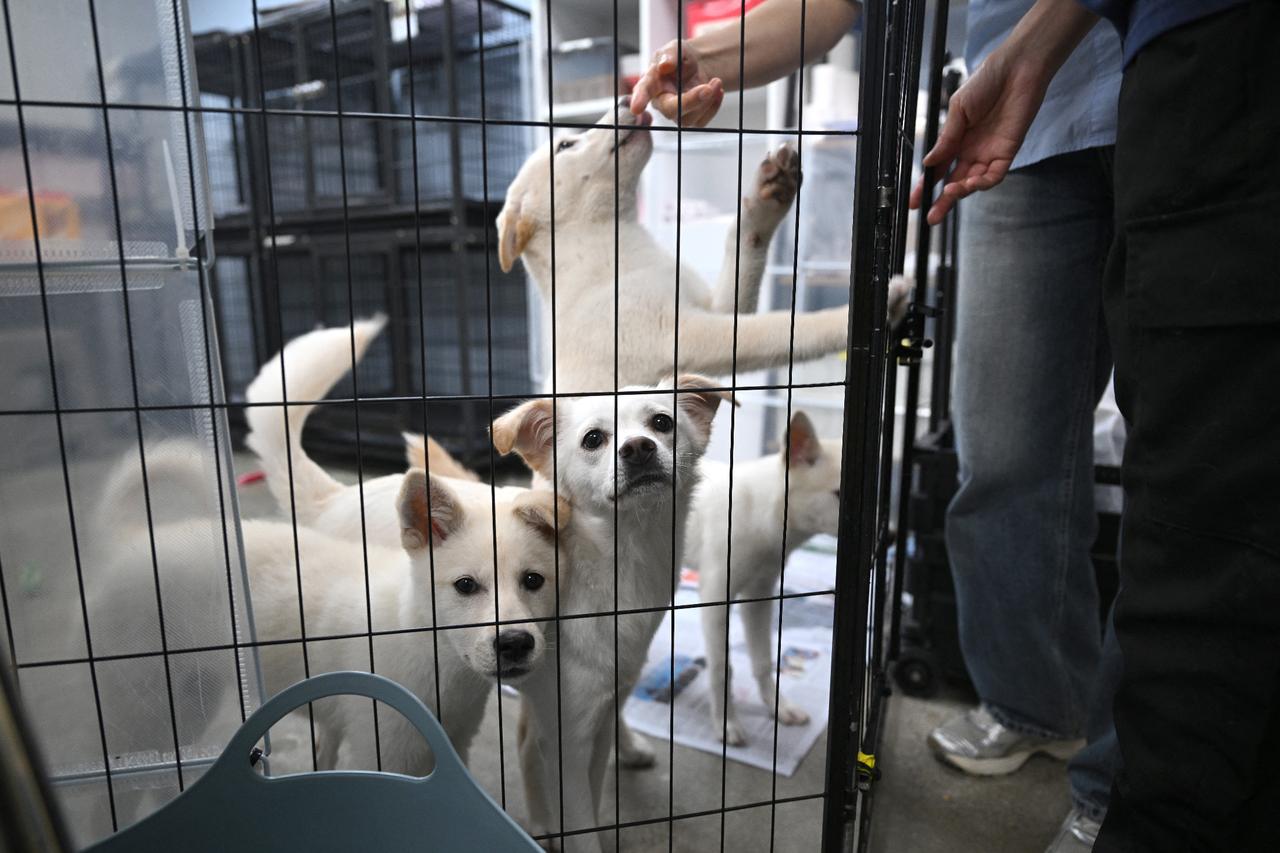 South Korea dog meat ban looms but animal fate remains unknown