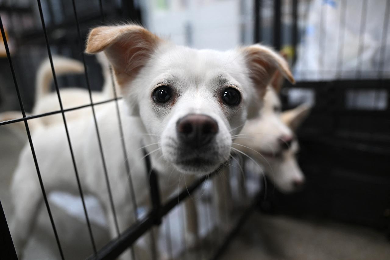 Dogs rescued from dog slaughter facilities are seen at an animal shelter run by the animal rights group KARA in Paju, South Korea, June 23, 2026. (AFP Photo)