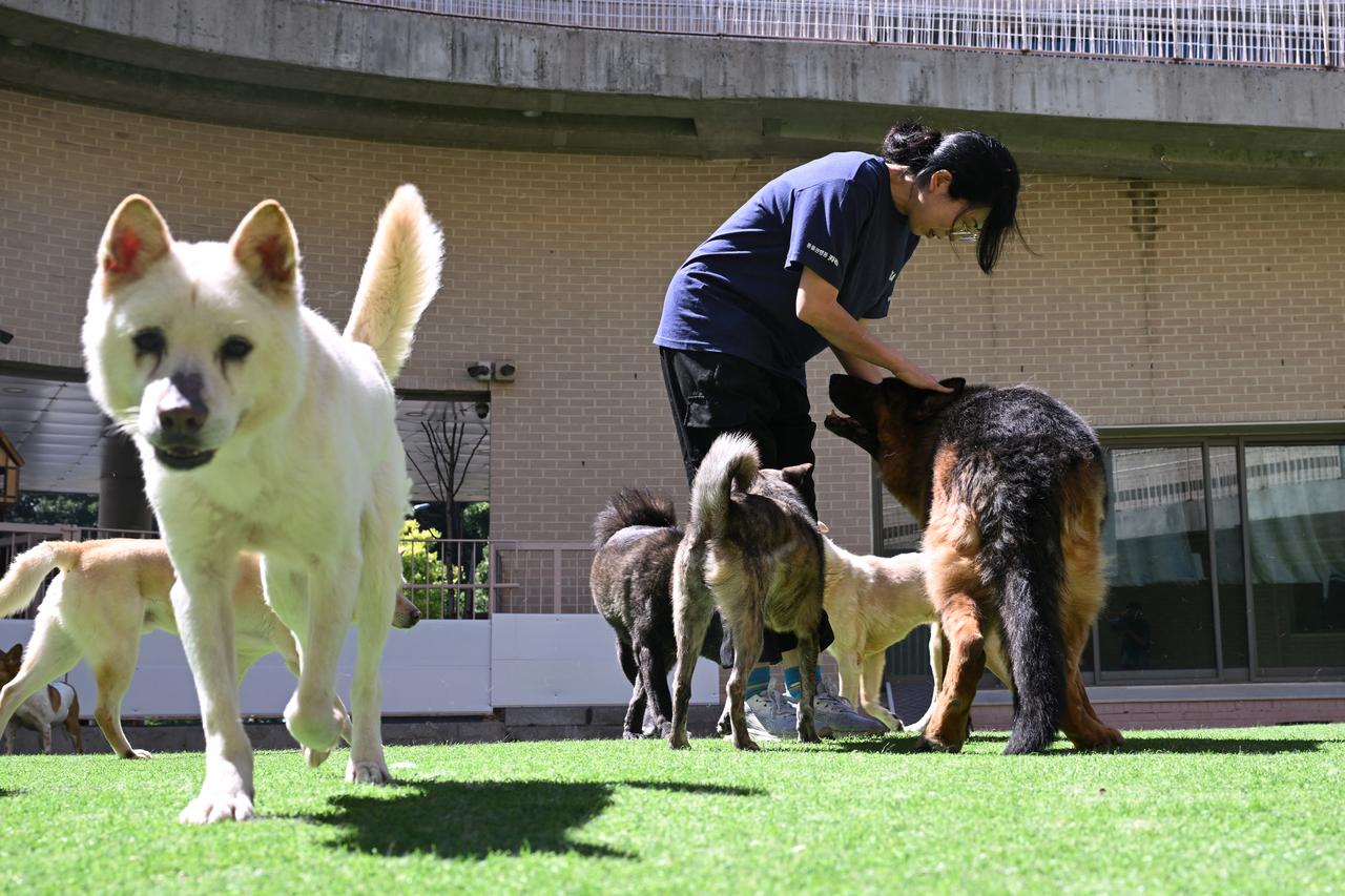 An animal rights activist plays with dogs rescued from dog slaughter facilities at a KARA-run animal shelter in Paju, South Korea, June 23, 2026. (AFP Photo)
