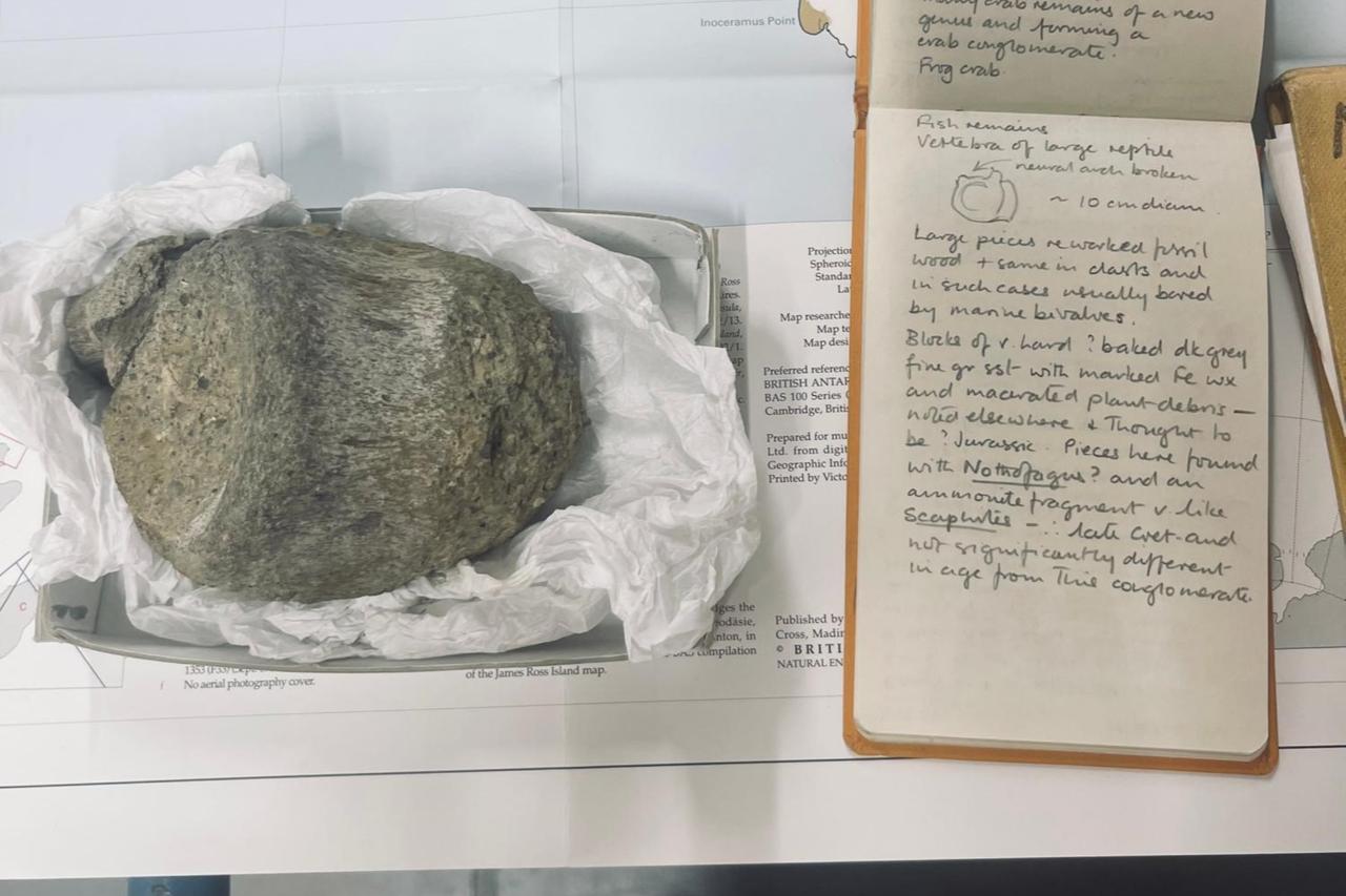 Antarctica's first dinosaur bone found in drawer after 40 years
