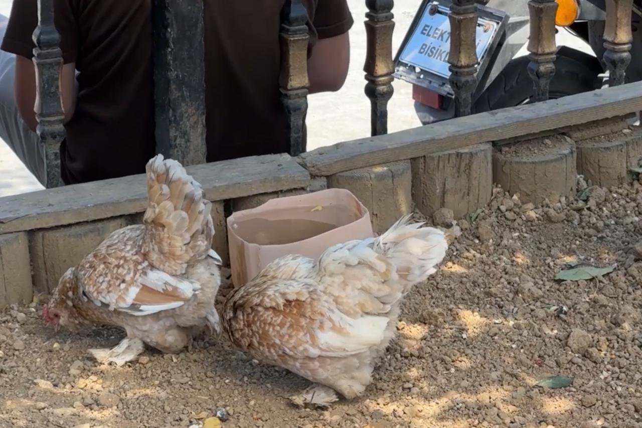 Feather-footed chickens draw commuters to Istanbul's Cevizlibag transport hub