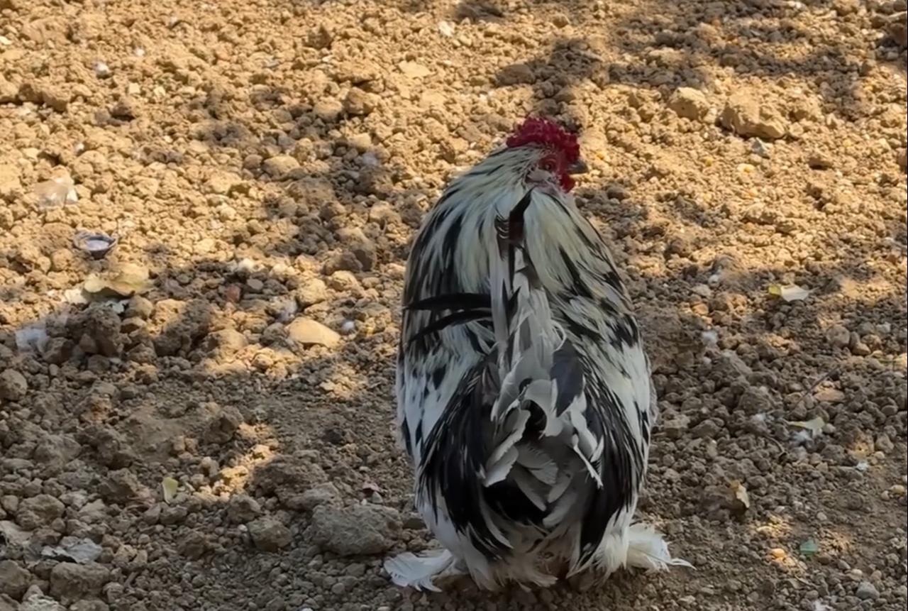 A feather-footed rooster is seen in a small green area maintained by taxi dolmus drivers at Istanbul's Cevizlibag transport hub. (AA Photo)