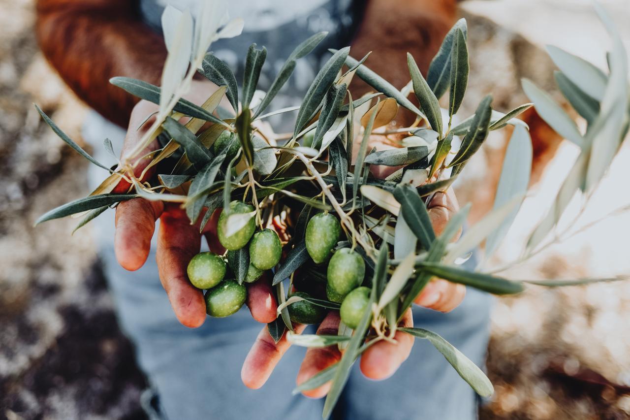 Greece begins implementing Egypt labor deal to address farm worker shortages
