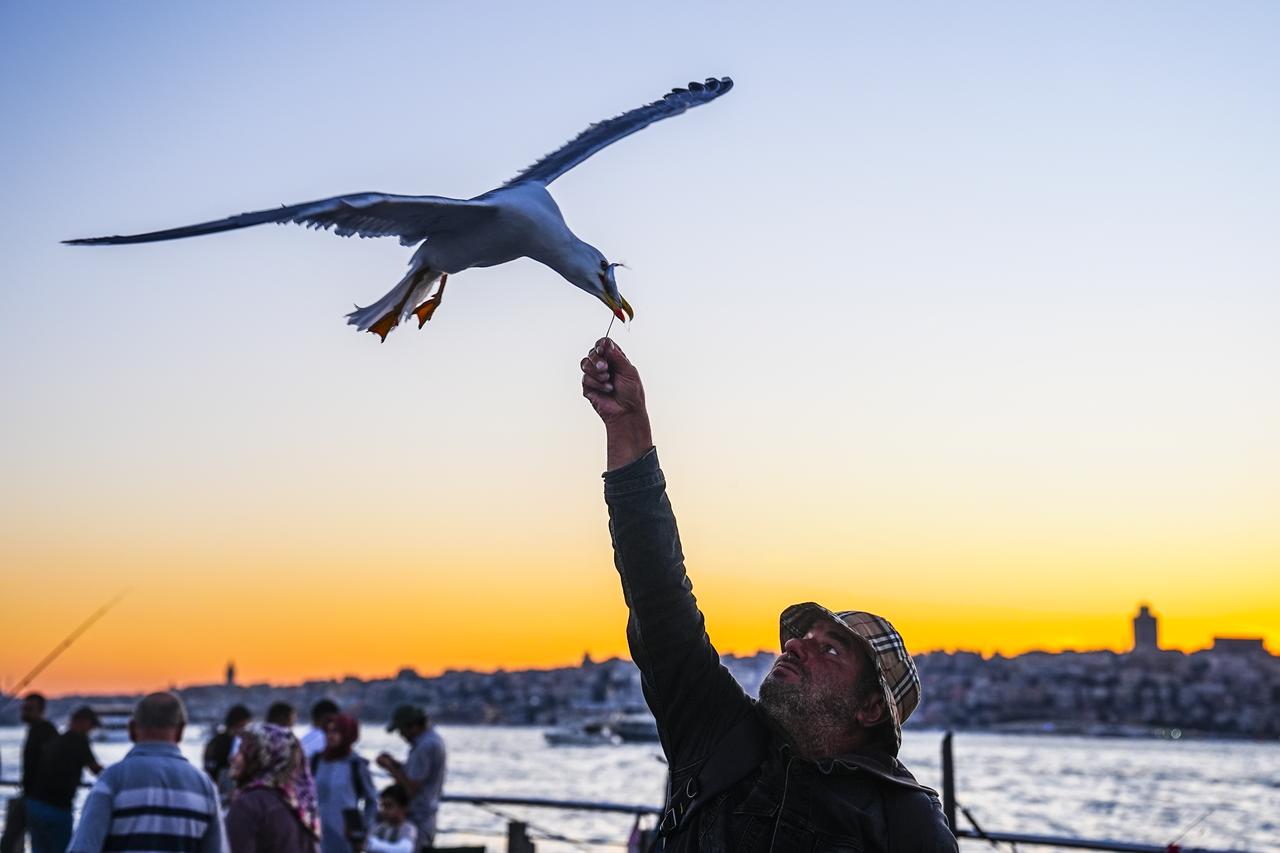 A man feeds a seagull along the waterfront at sunset in Istanbul, Türkiye, June 21, 2026. (AA Photo)