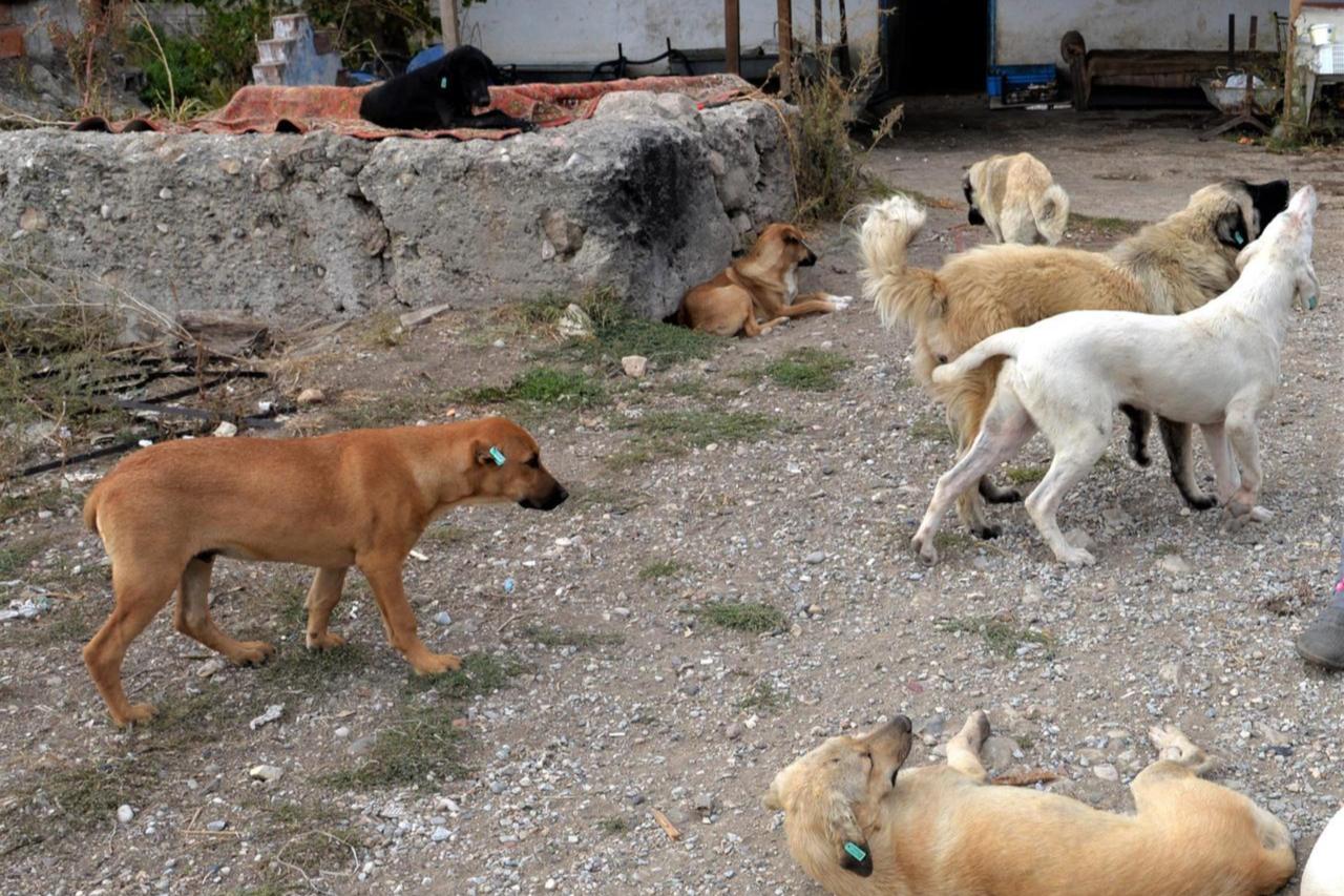 Türkiye's Interior Ministry reviews 3 mayors over stray dog obligations