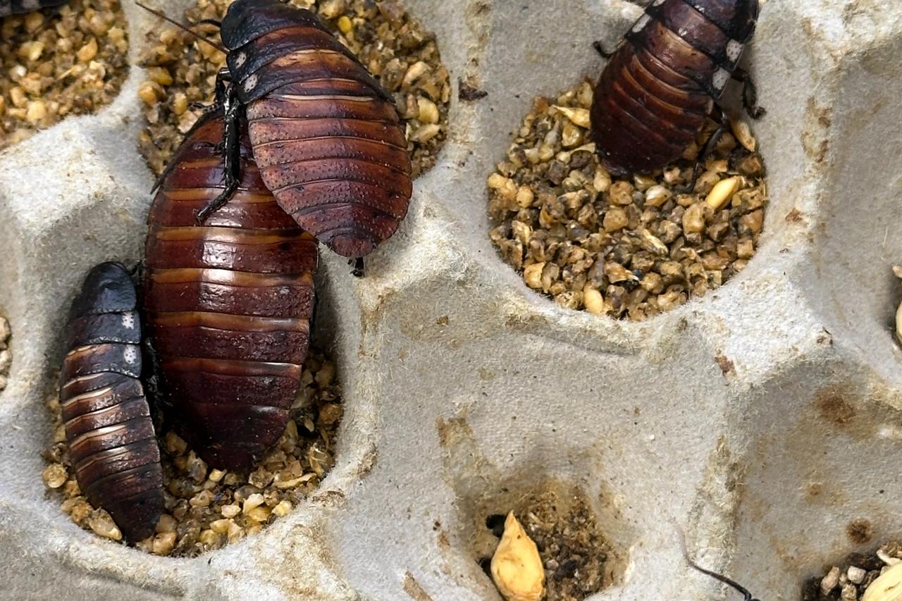 Bug bust: Contraband cockroaches worth $140K found in Australian raid