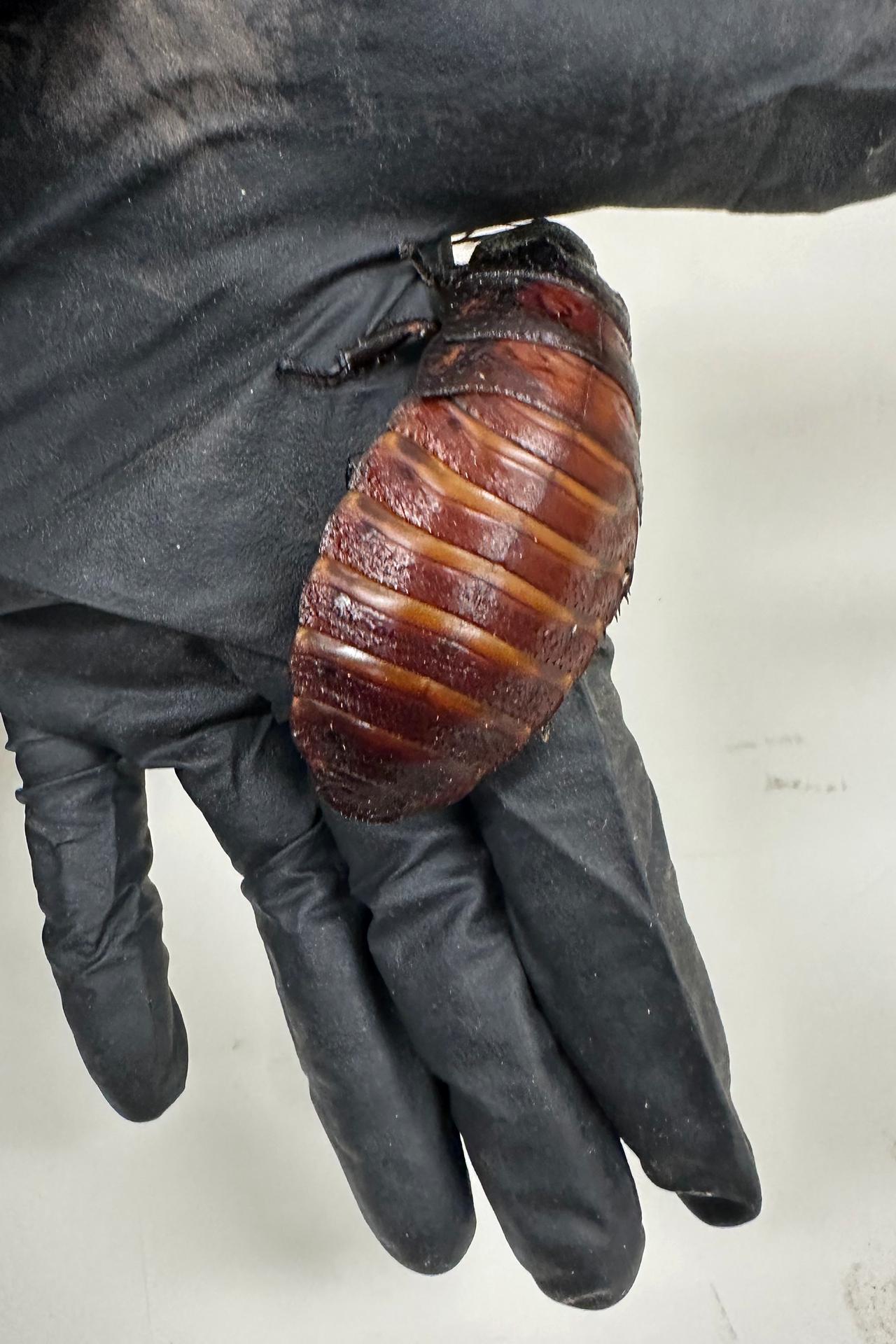Some of the 100,000 contraband cockroaches found in a raid on a commercial breeder in the town of Bathurst, west of Sydney, May 26, 2026. (AFP Photo)
