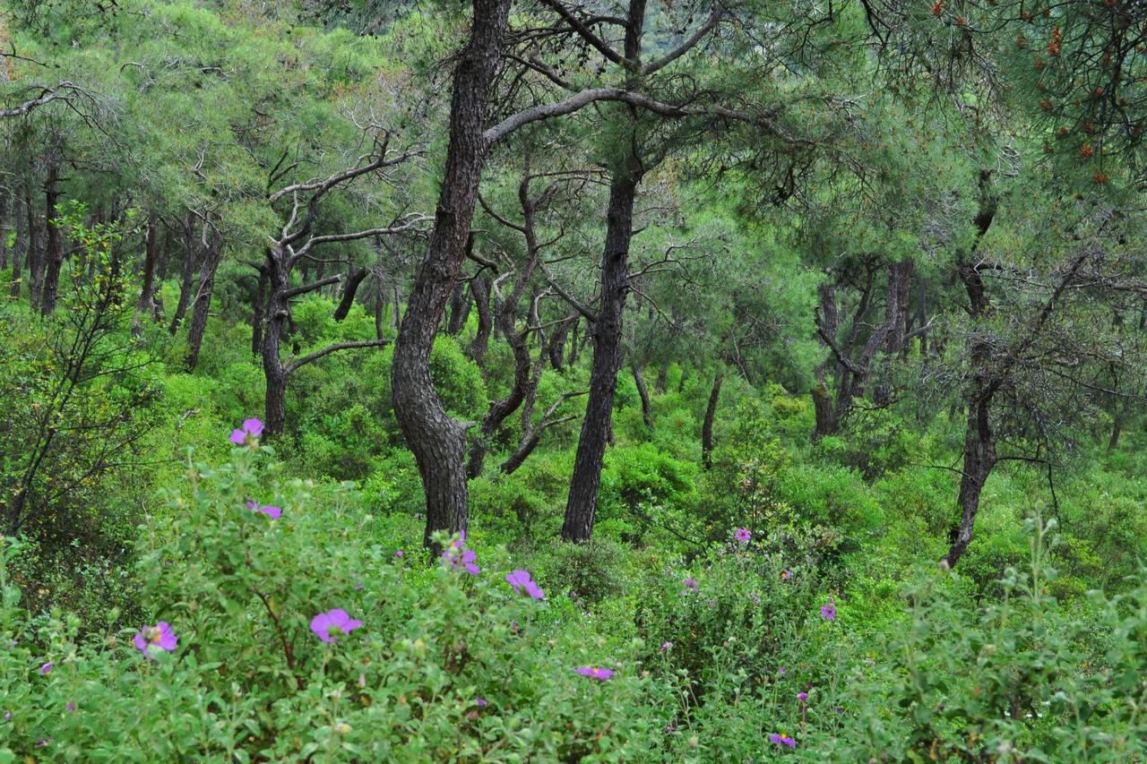 Forest entry, open fire use banned in Istanbul until Oct. 15
