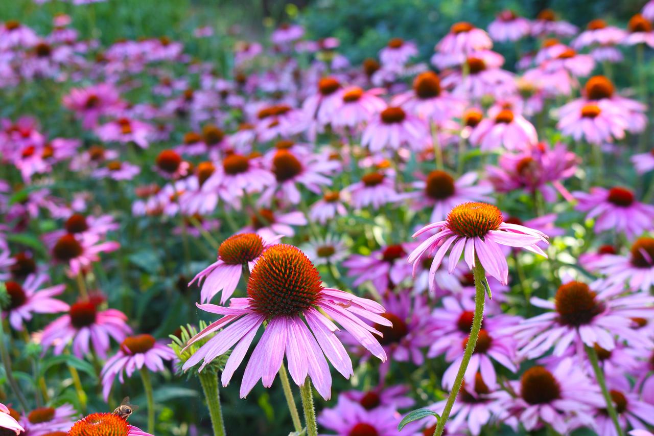What flowers bloom best in hot summer garden