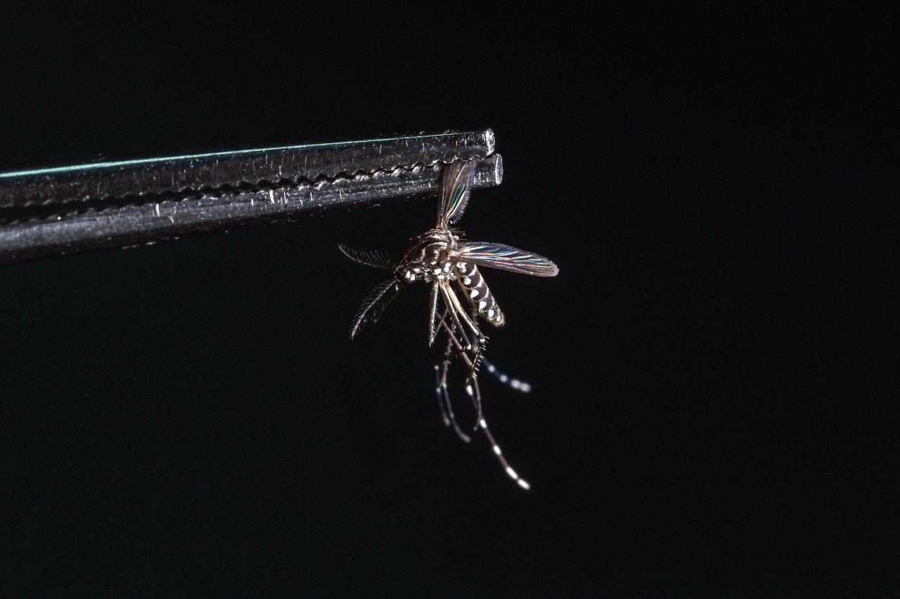 A dead Aedes aegypti mosquito is seen at a laboratory of biotech company Wolbito do Brasil, in Curitiba, Brazil on March 19, 2026. (AFP Photo)