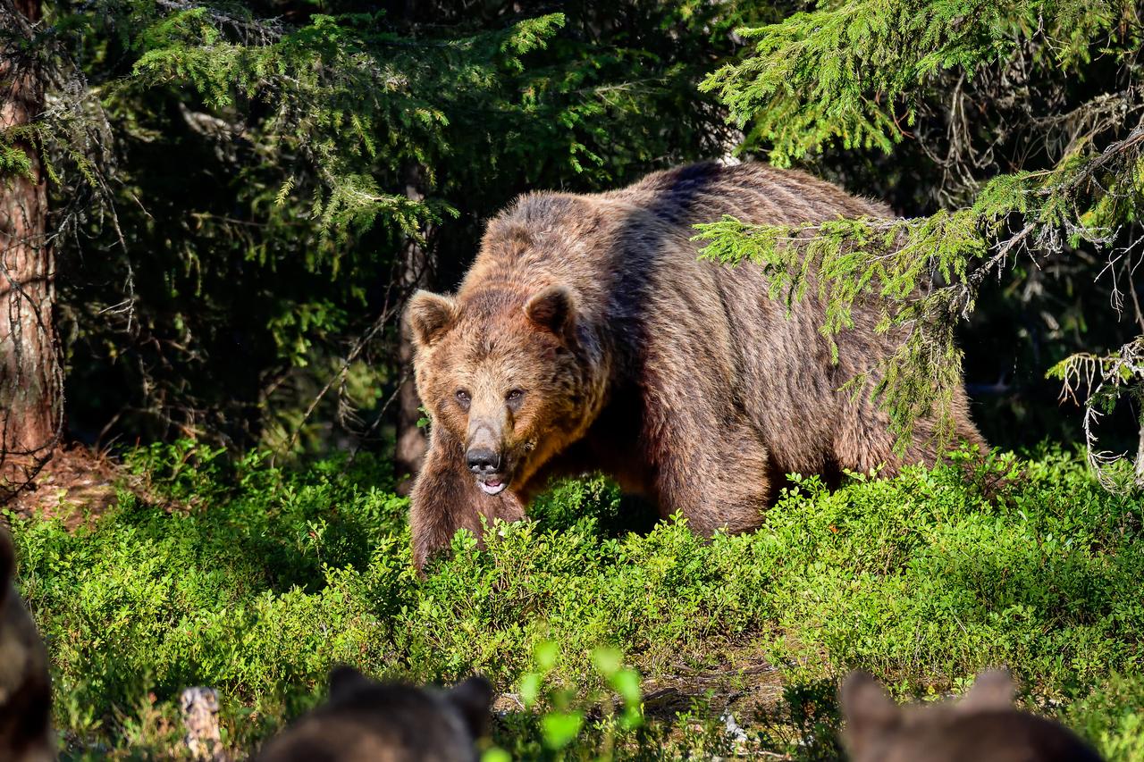 Large brown bear navigates through dense green brush and forest vegetation during the daytime. (Photo via Adobe Stock)