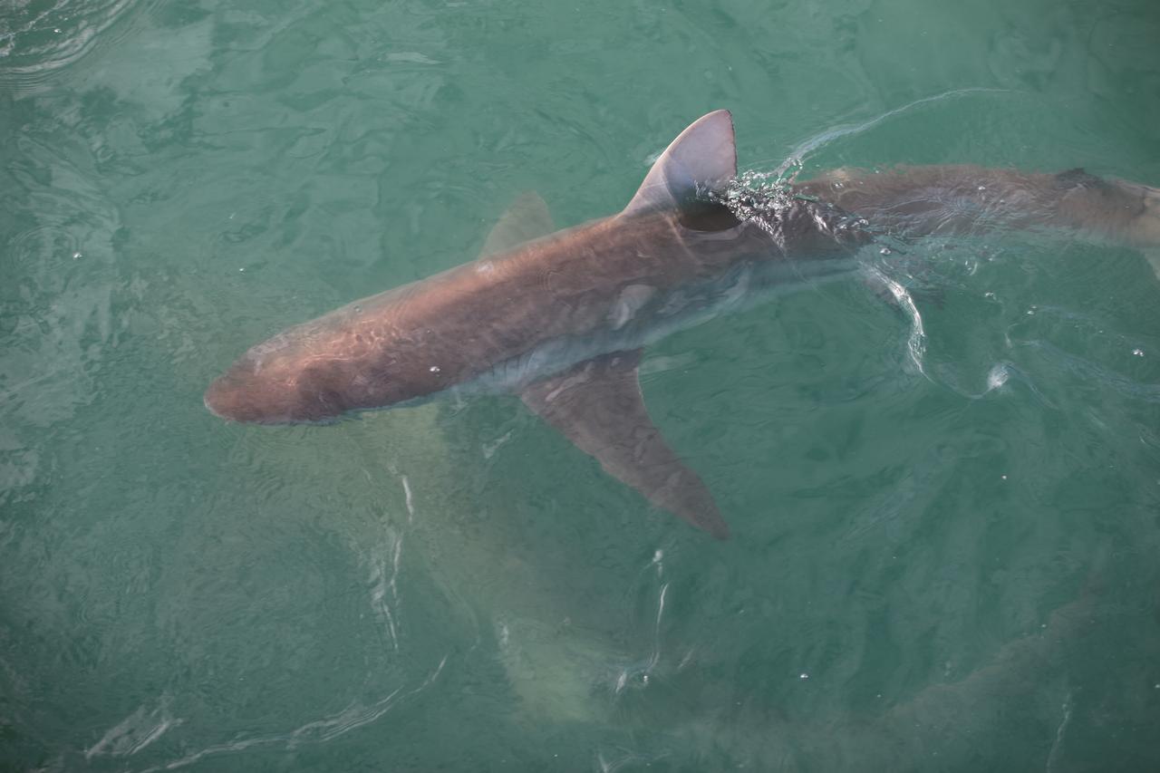 Shark populations off South Africa's coast threaten ocean ecosystem balance