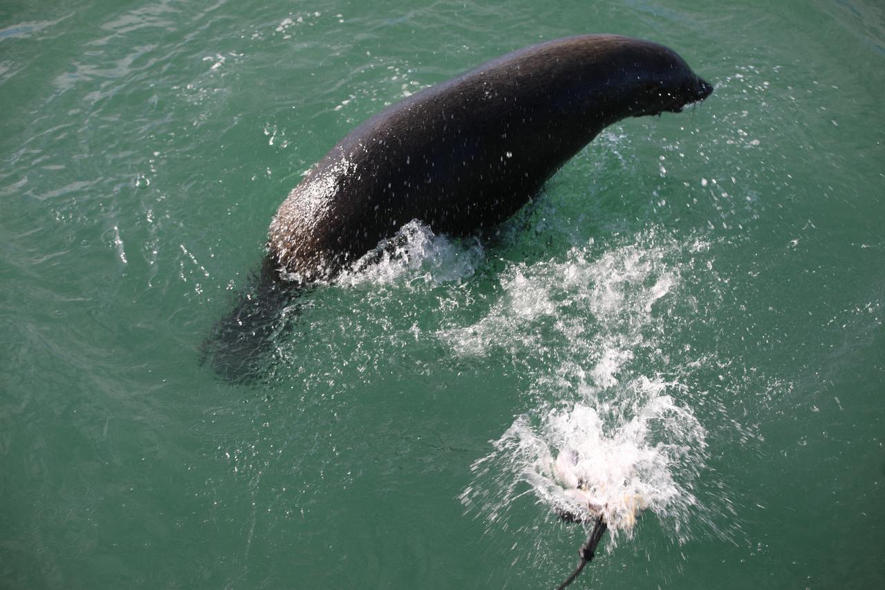 A seal swims off the coast of South Africa, June 8, 2026. (AA Photo)