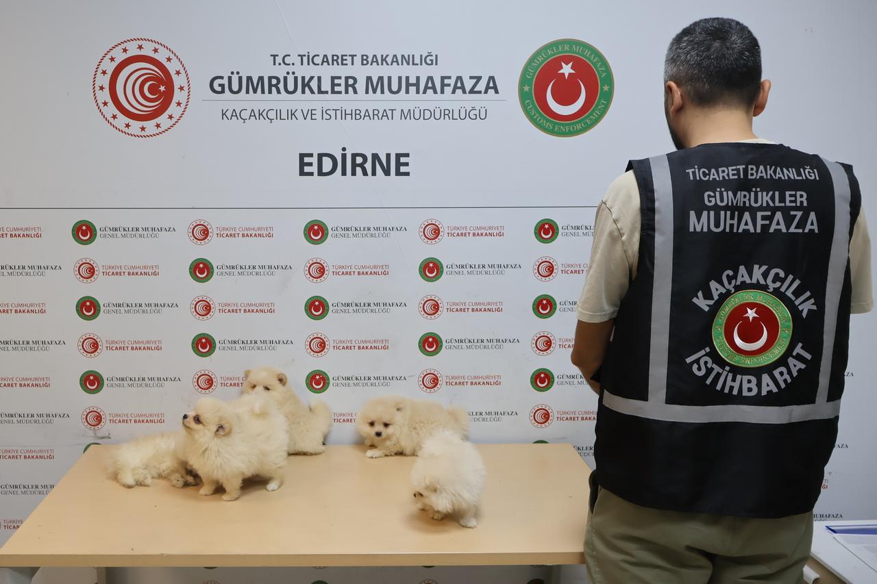 6 Pomeranian puppies seized in smuggling attempt at Türkiye’s Kapikule