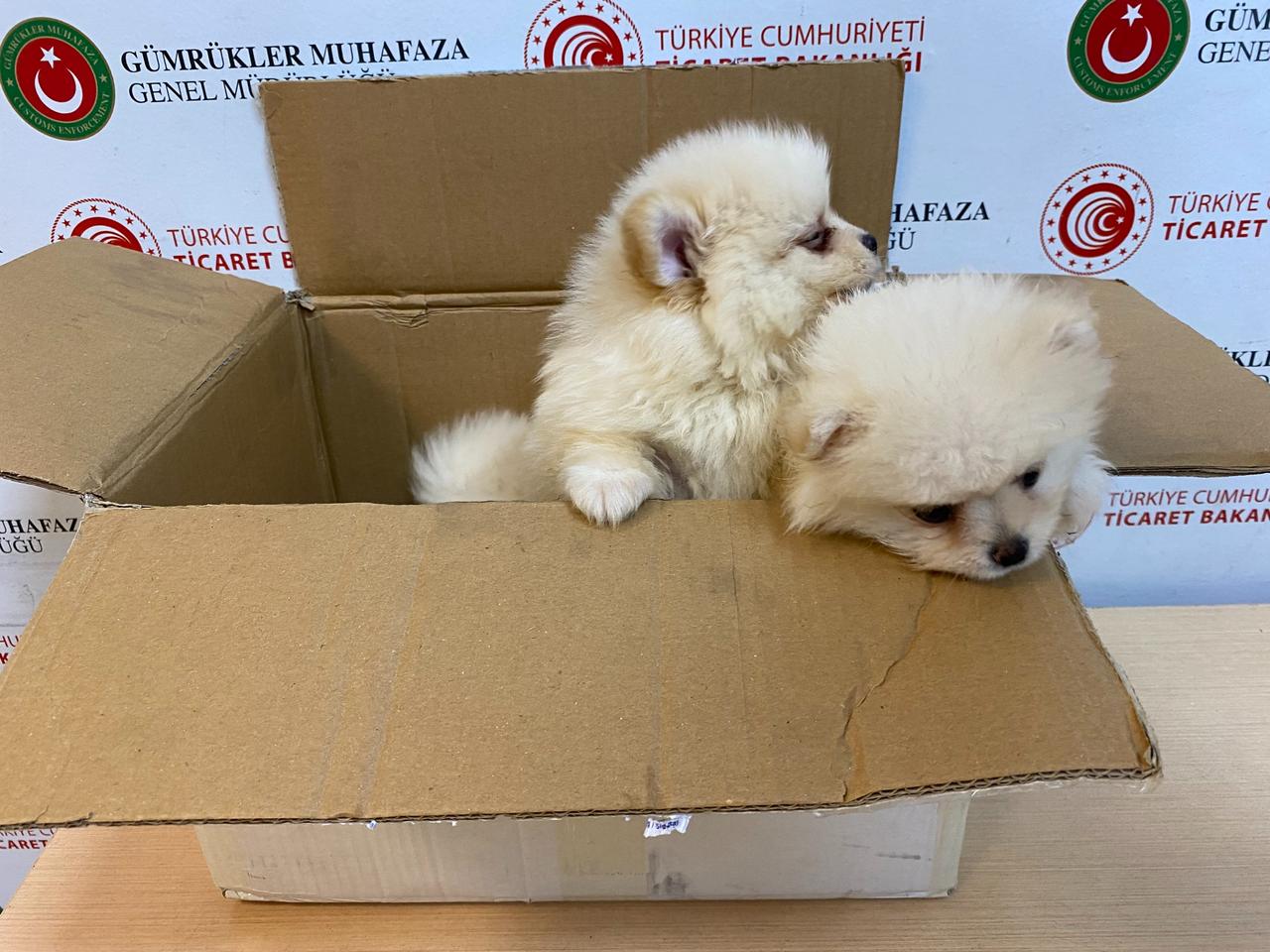 Pomeranian puppies seized by Türkiye’s customs enforcement teams are seen inside a cardboard box in Edirne, Türkiye. (IHA Photo)