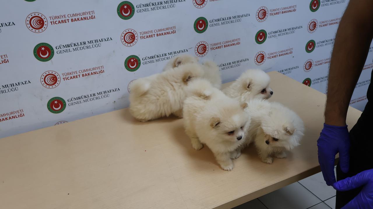 Seized Pomeranian puppies stand on a table after customs teams intercepted them at Kapikule Customs Gate in Edirne, Türkiye. (IHA Photo)