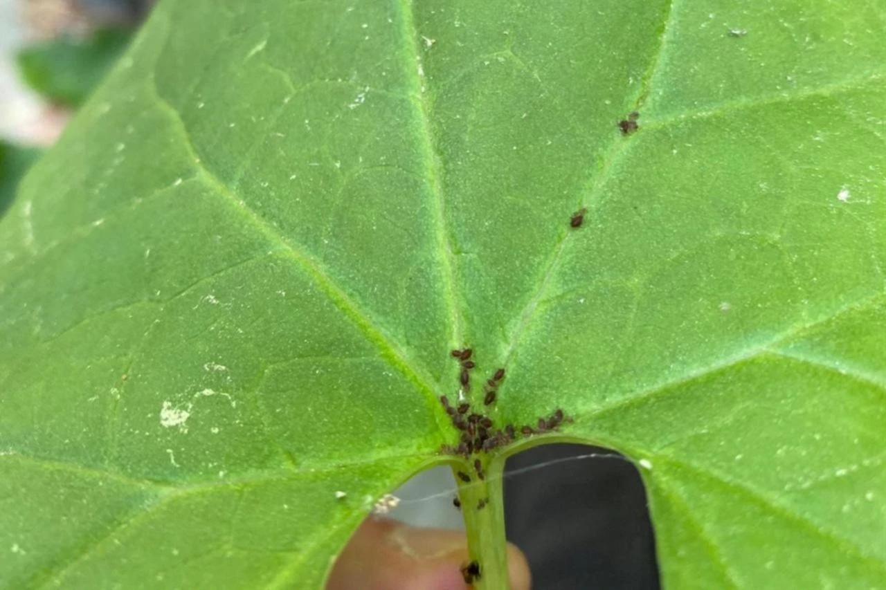 New study puts Earth’s insect species count at 20M