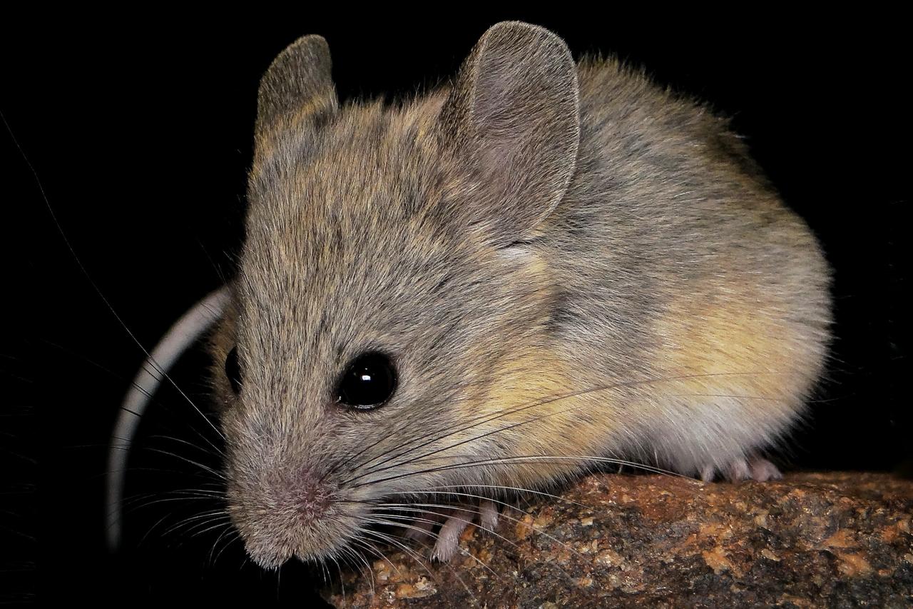 Andean Leaf-Eared Mouse climbs to new mammal altitude record