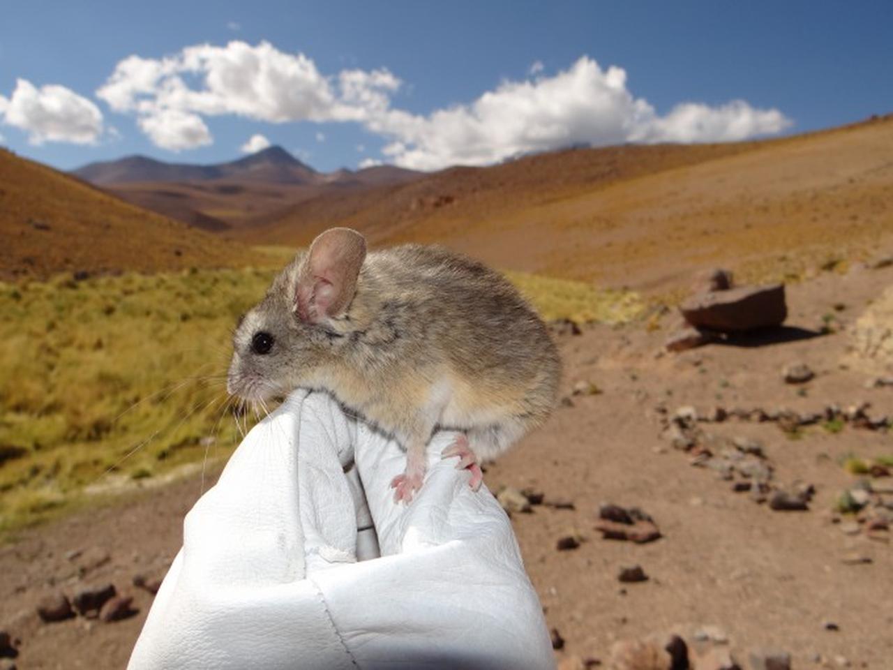 Andean leaf-eared mouse with a background of mountain in Chile. (Photo via dongascience.com)
