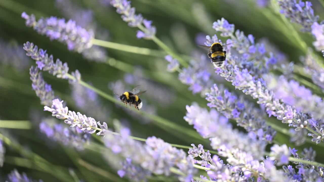 Bees and butterflies feast on Ankara's lavender blooms