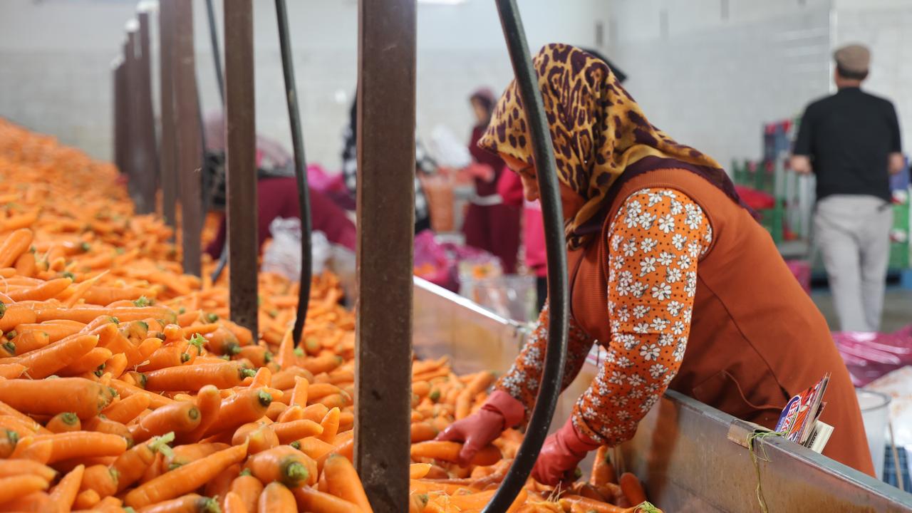 Türkiye’s carrot capital: Konya produces 67% of nation’s harvest