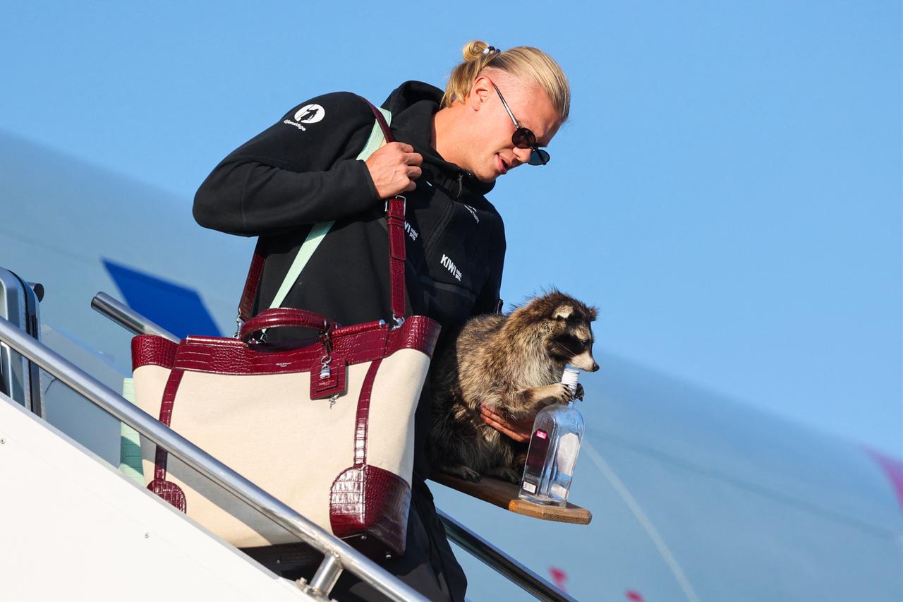 $750 raccoon turns Haaland’s Norway homecoming into online spectacle