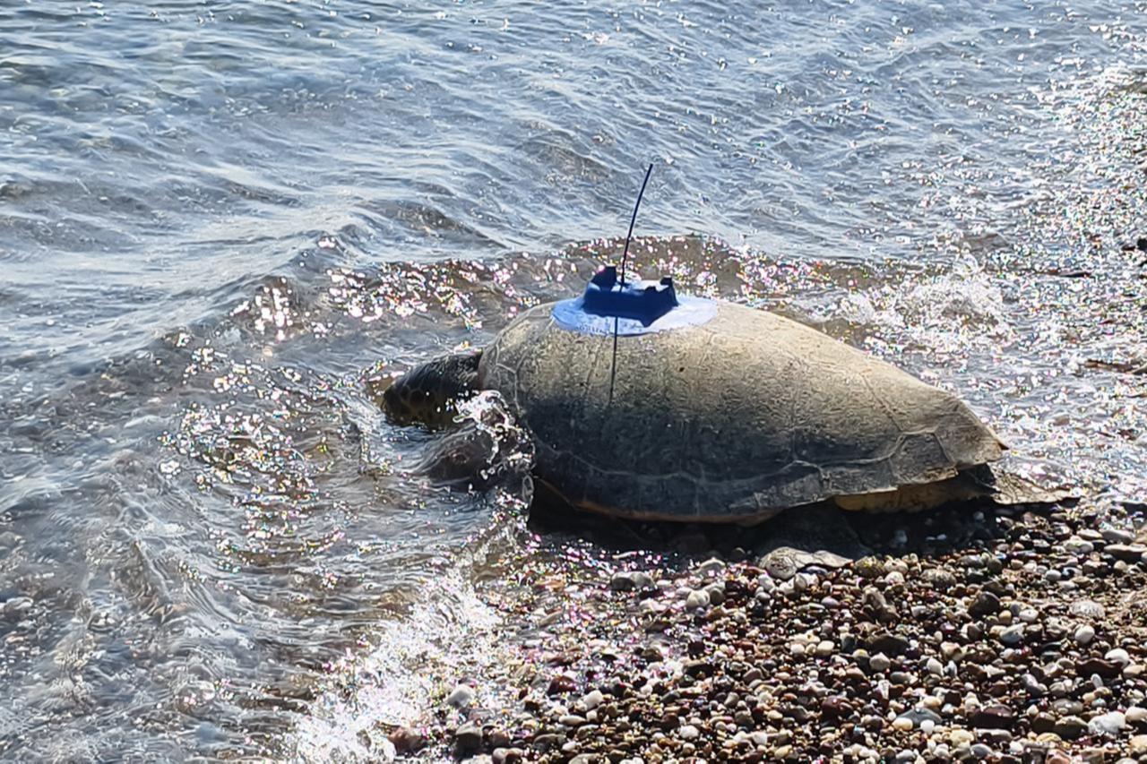 2 loggerhead turtles released with satellite trackers off Antalya coast