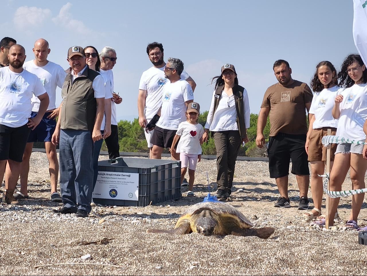 A loggerhead turtle crawls toward the waves after being fitted with a satellite tracker in Antalya, Türkiye. (AA Photo)