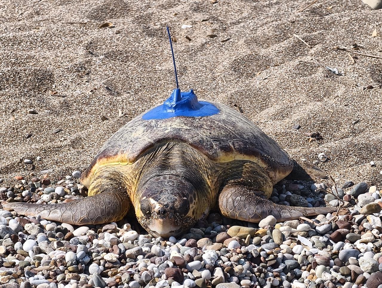 A loggerhead sea turtle released into the sea after being fitted with satellite tracking devices. (AA Photo)