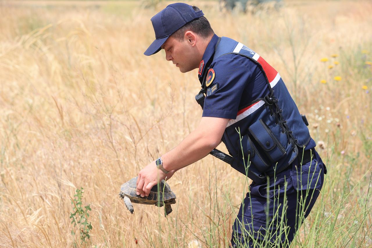A Turkish gendarmerie officer carries a turtle toward a safe natural area beside the Alacasar-Tatlarin road in Nevsehir, Türkiye. (AA Photo)