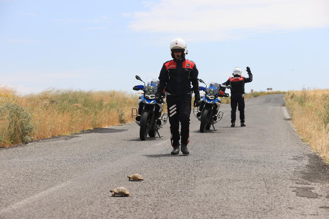 Gendarmerie officers monitor turtles crossing the Alacasar-Tatlarin road during a patrol aim