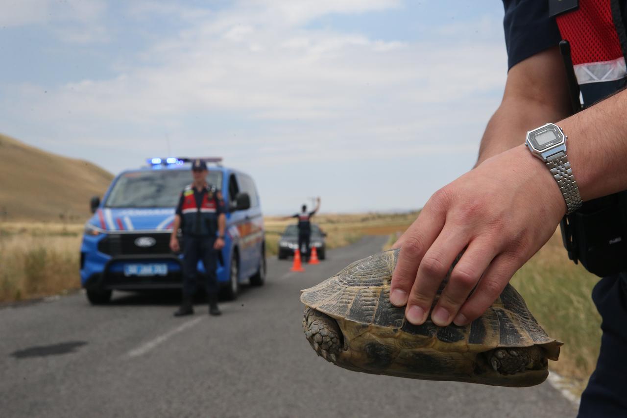 A gendarmerie officer holds a turtle removed from the roadway as other personnel manage traffic in Nevsehir, Türkiye. (AA Photo)